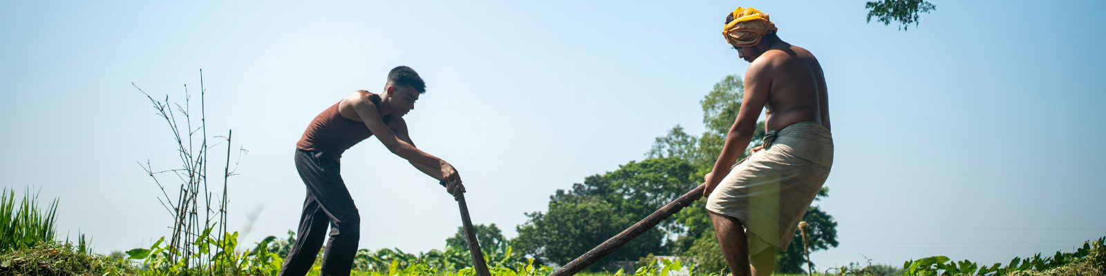 Integrating gender in cotton farming